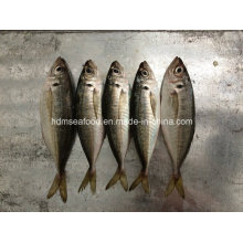 New Landing Horse Mackerel (14-18cm)